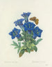 Choice of the most beautiful flowers pl 112 - Pierre-Joseph Redouté — artwork view