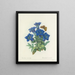 Choice of the most beautiful flowers pl 112 - Pierre-Joseph Redouté — framed artwork on a wall