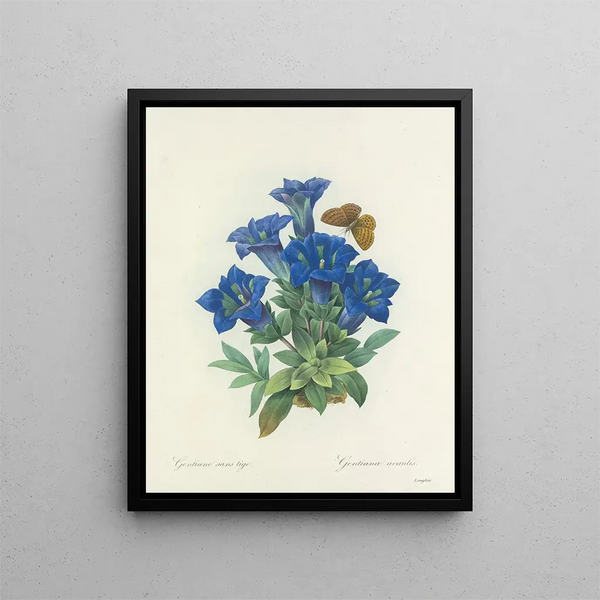 Choice of the most beautiful flowers pl 112 - Pierre-Joseph Redouté — framed artwork on a wall