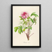 Description of rare cultivated plants at Malmaison and Navarre Pl01 - Pierre Joseph Redouté — framed artwork on a wall