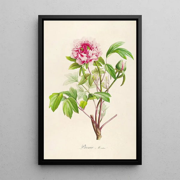 Description of rare cultivated plants at Malmaison and Navarre Pl01 - Pierre Joseph Redouté — framed artwork on a wall