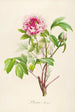 Description of rare cultivated plants at Malmaison and Navarre Pl01 - Pierre Joseph Redouté — artwork view