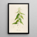 Description of rare cultivated plants at Malmaison and Navarre Pl02 - Pierre Joseph Redouté — framed artwork on a wall