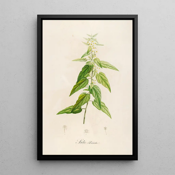 Description of rare cultivated plants at Malmaison and Navarre Pl02 - Pierre Joseph Redouté — framed artwork on a wall