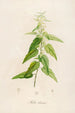 Description of rare cultivated plants at Malmaison and Navarre Pl02 - Pierre Joseph Redouté — artwork view