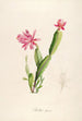 Description of Rare Cultivated Plants at Malmaison and Navarre Pl03 - Pierre Joseph Redouté — artwork view