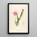 Description of Rare Cultivated Plants at Malmaison and Navarre Pl03 - Pierre Joseph Redouté — framed artwork on a wall