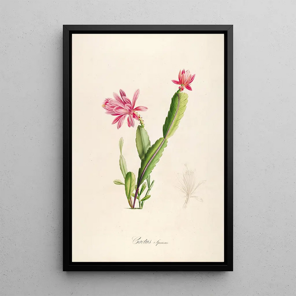 Description of Rare Cultivated Plants at Malmaison and Navarre Pl03 - Pierre Joseph Redouté — framed artwork on a wall
