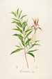 Description of rare cultivated plants at Malmaison and Navarre Pl04 - Pierre Joseph Redouté — artwork view