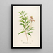 Description of rare cultivated plants at Malmaison and Navarre Pl04 - Pierre Joseph Redouté — framed artwork on a wall