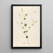 Description of rare cultivated plants at Malmaison and Navarre Pl05 - Pierre Joseph Redouté — framed artwork on a wall