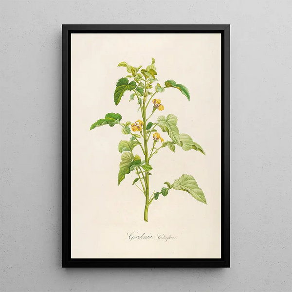 Description of rare cultivated plants at Malmaison and Navarre Pl06 - Pierre Joseph Redouté — framed artwork on a wall