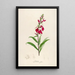 Description of rare cultivated plants at Malmaison and Navarre Pl07 - Pierre Joseph Redouté — framed artwork on a wall