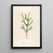 Description of rare cultivated plants at Malmaison and Navarre Pl08 - Pierre Joseph Redouté — framed artwork on a wall