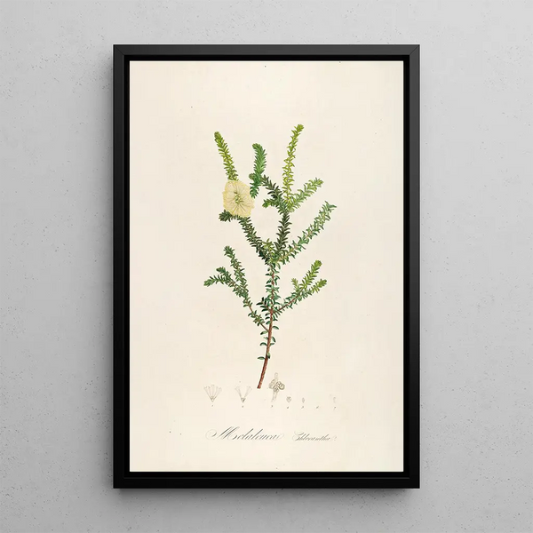Description of rare cultivated plants at Malmaison and Navarre Pl08 - Pierre Joseph Redouté — framed artwork on a wall