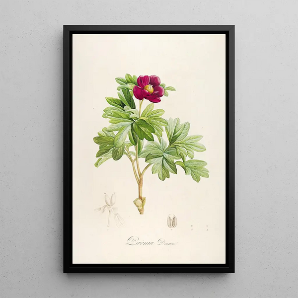 Description of Rare Cultivated Plants at Malmaison and Navarre Pl09 - Pierre Joseph Redouté — framed artwork on a wall