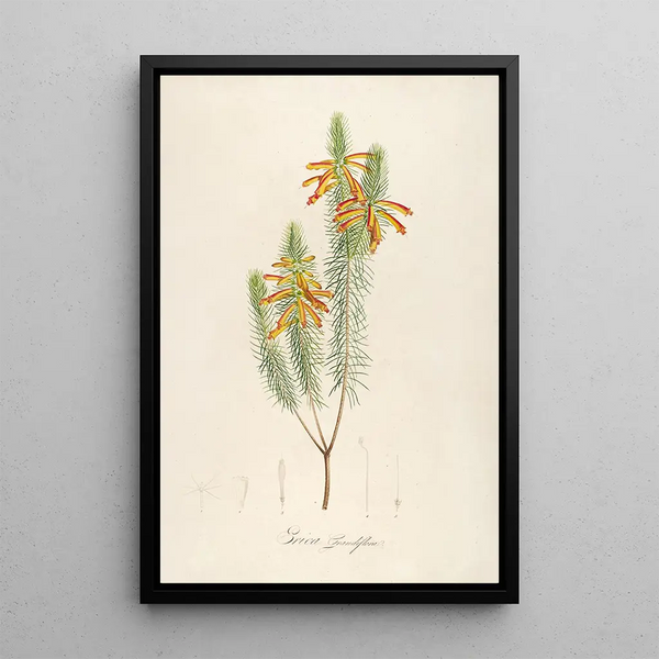 Description of rare cultivated plants at Malmaison and Navarre Pl10 - Pierre Joseph Redouté — framed artwork on a wall