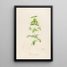 Description of rare cultivated plants at Malmaison and Navarre Pl12 - Pierre Joseph Redouté — framed artwork on a wall