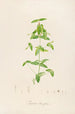 Description of rare cultivated plants at Malmaison and Navarre Pl12 - Pierre Joseph Redouté — artwork view