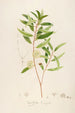 Description of Rare Cultivated Plants at Malmaison and Navarre Pl13 - Pierre Joseph Redouté — artwork view