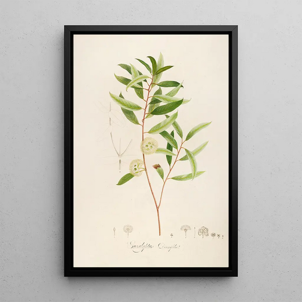 Description of Rare Cultivated Plants at Malmaison and Navarre Pl13 - Pierre Joseph Redouté — framed artwork on a wall