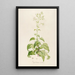 Description of Rare Cultivated Plants at Malmaison and Navarre Pl14 - Pierre Joseph Redouté — framed artwork on a wall