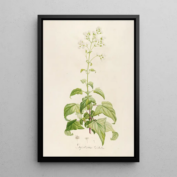 Description of Rare Cultivated Plants at Malmaison and Navarre Pl14 - Pierre Joseph Redouté — framed artwork on a wall
