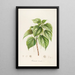 Description of rare cultivated plants at Malmaison and Navarre Pl15 - Pierre Joseph Redouté — framed artwork on a wall