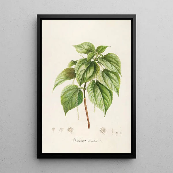 Description of rare cultivated plants at Malmaison and Navarre Pl15 - Pierre Joseph Redouté — framed artwork on a wall