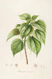 Description of rare cultivated plants at Malmaison and Navarre Pl15 - Pierre Joseph Redouté — artwork view