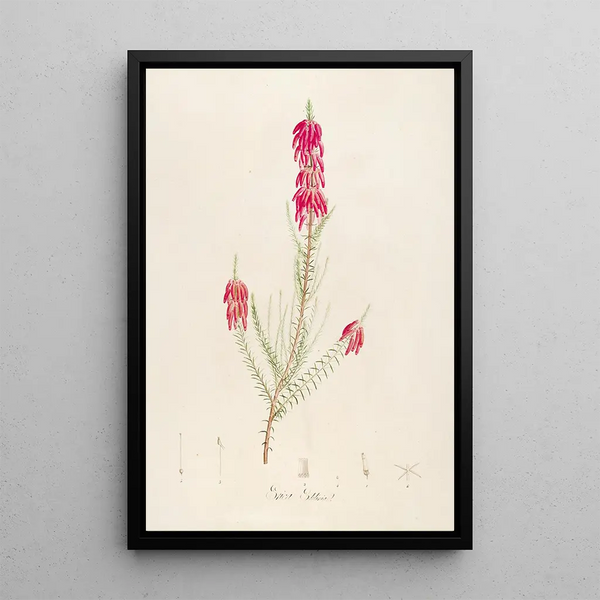Description of rare cultivated plants at Malmaison and Navarre Pl16 - Pierre Joseph Redouté — framed artwork on a wall