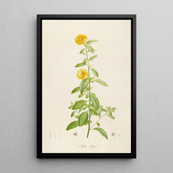 Description of rare cultivated plants at Malmaison and Navarre Pl17 - Pierre Joseph Redouté — framed artwork on a wall