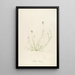 Description of rare cultivated plants at Malmaison and Navarre Pl18 - Pierre Joseph Redouté — framed artwork on a wall
