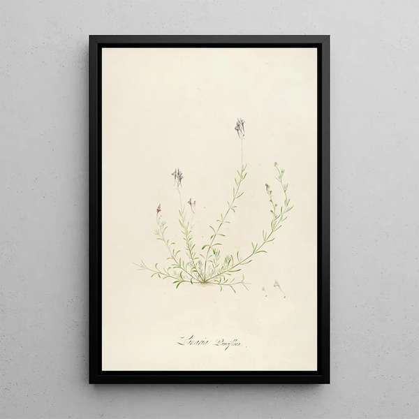 Description of rare cultivated plants at Malmaison and Navarre Pl18 - Pierre Joseph Redouté — framed artwork on a wall