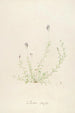 Description of rare cultivated plants at Malmaison and Navarre Pl18 - Pierre Joseph Redouté — artwork view