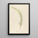 Description of rare cultivated plants at Malmaison and Navarre Pl19 - Pierre Joseph Redouté — framed artwork on a wall