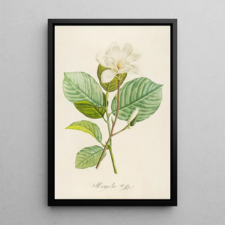 Pierre Joseph Redout - Description des plantes rares cultivees a Malmaison et a Navarre Pl20.webp