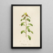 Description of rare cultivated plants at Malmaison and Navarre Pl21 - Pierre Joseph Redouté — framed artwork on a wall