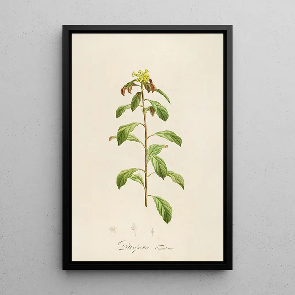 Description of rare cultivated plants at Malmaison and Navarre Pl21 - Pierre Joseph Redouté — framed artwork on a wall