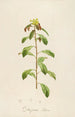 Description of rare cultivated plants at Malmaison and Navarre Pl21 - Pierre Joseph Redouté — artwork view