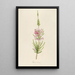 Description of rare cultivated plants at Malmaison and Navarre Pl22 - Pierre Joseph Redouté — framed artwork on a wall
