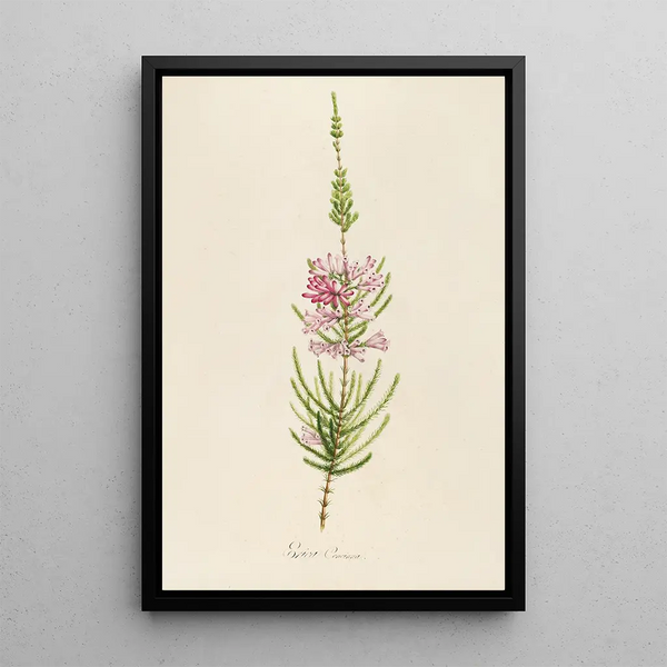 Description of rare cultivated plants at Malmaison and Navarre Pl22 - Pierre Joseph Redouté — framed artwork on a wall
