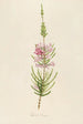 Description of rare cultivated plants at Malmaison and Navarre Pl22 - Pierre Joseph Redouté — artwork view