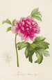 Description of rare cultivated plants at Malmaison and Navarre Pl23 - Pierre Joseph Redouté — artwork view