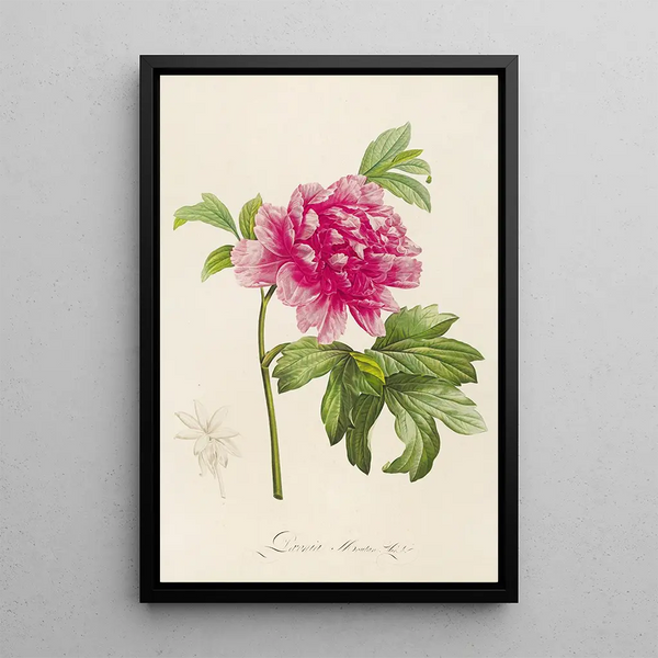 Description of rare cultivated plants at Malmaison and Navarre Pl23 - Pierre Joseph Redouté — framed artwork on a wall