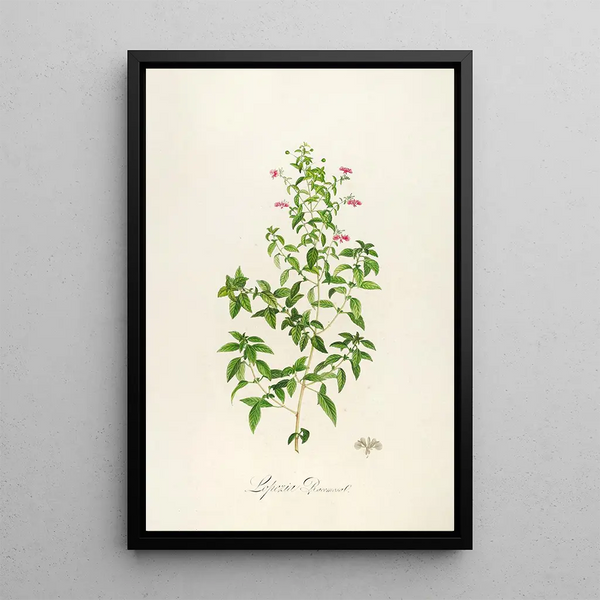Description of rare cultivated plants at Malmaison and Navarre Pl25 - Pierre Joseph Redouté — framed artwork on a wall