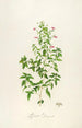 Description of rare cultivated plants at Malmaison and Navarre Pl25 - Pierre Joseph Redouté — artwork view