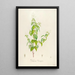 Description of rare cultivated plants at Malmaison and Navarre Pl26 - Pierre Joseph Redouté — framed artwork on a wall