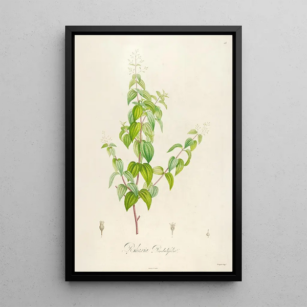 Description of rare cultivated plants at Malmaison and Navarre Pl26 - Pierre Joseph Redouté — framed artwork on a wall