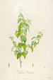 Description of rare cultivated plants at Malmaison and Navarre Pl26 - Pierre Joseph Redouté — artwork view